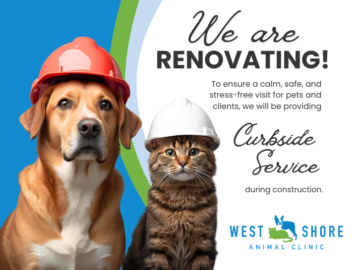 Important Renovation & Appointment Updates at West Shore Animal Clinic