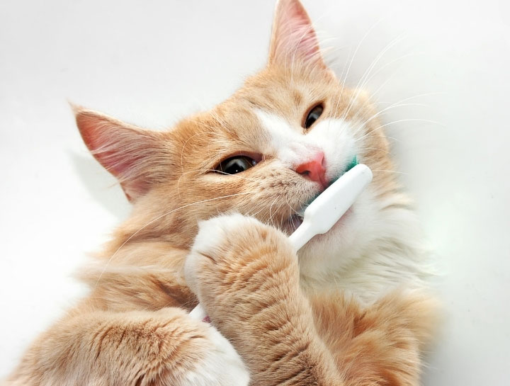 February Is National Dental Awareness Month