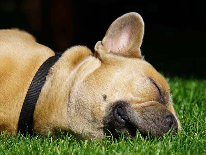 Alternative Care for pets