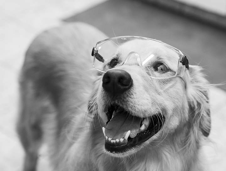 Laser Therapy for Dogs